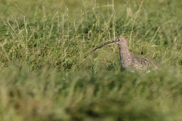 Great curlew numbers
